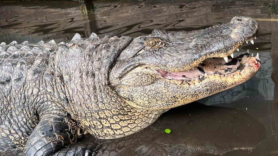 450-lb. gator living outside Coca-Cola factory moved and put on diet