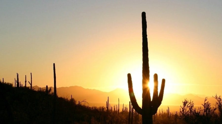 Saguaro National Park offers travelers an iconic slice of the Southwest
