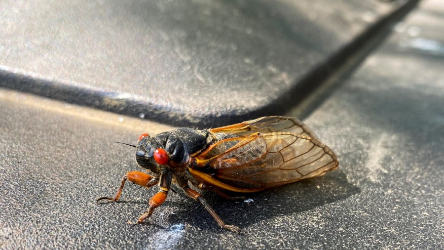 What do cicadas sound like? These noisy insects might be in your state this year