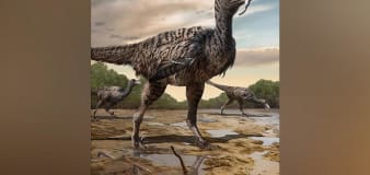 Large fossil footprints point to discovery of new 'megaraptor' dinosaur: Study