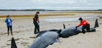Rescues underway for whales stranded on Mass. beach