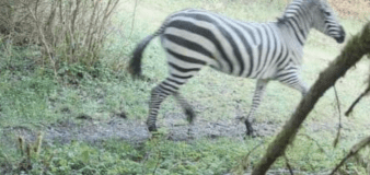 Zebra on loose in Washington state after escape from zoo trailer