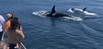 Rare white orca whale nicknamed 'Frosty' spotted off California coast