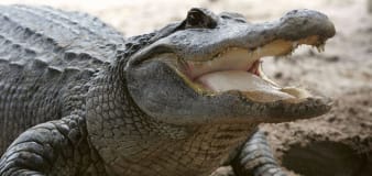 Woman killed in apparent alligator attack in South Carolina