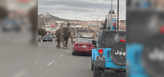 Elephant named Viola escapes from circus, takes walk through Montana town