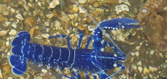'Absolutely stunning' rare electric blue lobster caught in England
