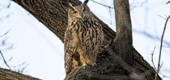 Giving a hoot: How to protect owls in your backyard