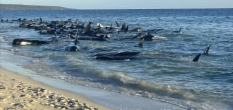 ‘The final result was good’: 130 whales rescued from mass beach stranding in Western Australia