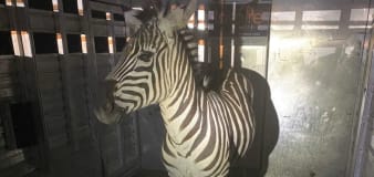 Escaped zebra captured after nearly a week on the lam