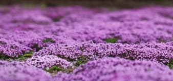 10 Fast-Growing Ground Cover Plants That Give Your Yard Quick, Beautiful Results