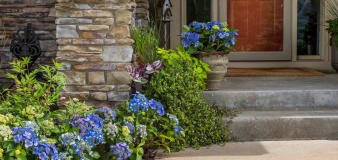 14 Front Door Plants to Beautify the Entrance to Your Home