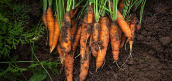 How to grow carrots in your own backyard, according to gardening experts