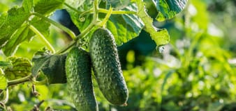 How to Plant and Care for Cucumbers—and Ensure a Bountiful Harvest All Summer Long