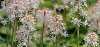 How to Grow Tiarella (aka Foamflower), a Pretty Flowering Ground Cover for All Your Shady Spots