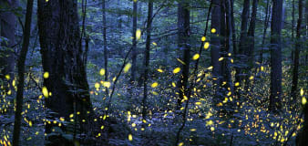 Hoping to see a magical firefly spectacle of light? You'll have to join a lottery just to attend