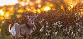 'Zombie deer disease' has now spread to 33 states in the US