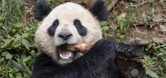 Who are the pandas the San Diego Zoo is getting from China?