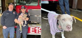 N.Y. Dog Who Lost Her Leg in a Car Accident Is Adopted by Her Firefighter Hero