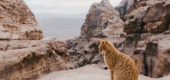 Pet owner discovers his cat with a disability climbed halfway up a canyon mountain: 'Nothing stops Penny'