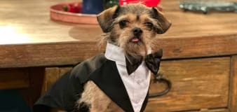 Tiny dog found wandering around L.A. becomes a sitcom superstar