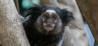 Zoo marmosets get hold of a phone and total cuteness ensues: See it