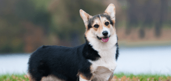 10-Year-Old Corgi Who 'Chooses Her Own Destiny' Is Making People Smile