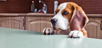 Dog Dad’s Attempt at Cooking With His Beagles Is the Cutest Chaos