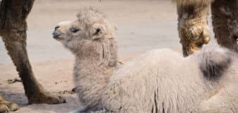 U.K. Zoo Welcomes First Baby Camel in More Than 8 Years