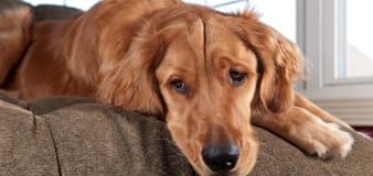 Golden Retriever's Silly Ear Scratching Technique Is Too Cute to Resist