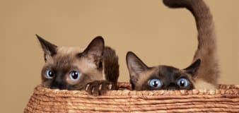 Siamese Cat Siblings are Mesmerized Watching Famous 'Lady and the Tramp' Scene