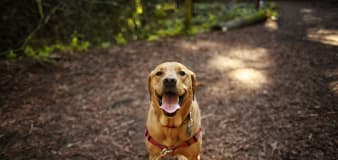 Dog Trainer Shares 3 Simple Ways to Get Pups to Stop Pulling on Their Leash