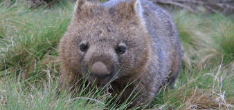 Adorable wombat turns one and gets his own ‘smash’ cake at Australian reptile park