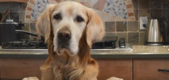 Golden Retriever Politely Reminds Mom He Can Help 'Recycle' in the Kitchen