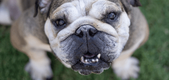 English Bulldog's Funny Way of Telling Parents He's Ready for Bath Time Is Too Cute