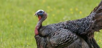 Turkey Rescued From Slaughterhouse Is in Awe After Seeing Sunlight for the First Time