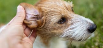 Trainer reveals how to get your dog used to ear care in 7 simple steps