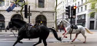 Two military horses undergo operations after running loose in London – Army