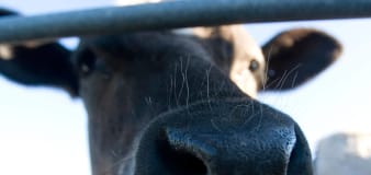  Case of mad cow disease found on Scottish farm