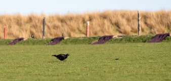 Footage shows endangered black grouse mating ritual on shooting range