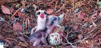 Second osprey chick hatches at Scottish wildlife reserve