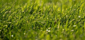 5 Things You Can Do With Grass Clippings