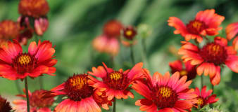 10 fast-growing perennials that will fill your garden in a flash