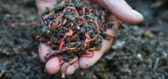 ‘Pesticides by stealth’: garden soil conditioners killing worms, experts fear