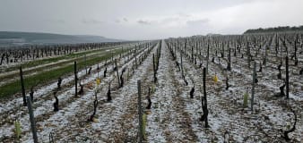 Hail storm wipes out vast swathes of Chablis vineyards