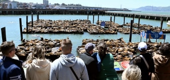 Pictured: Sea lions swarm San Francisco pier as population booms