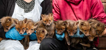 'Unprecedented' litter of 10 fox cubs rescued