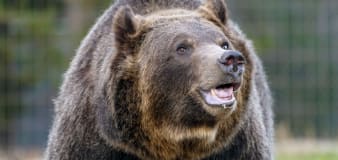 Grizzly bears coming back to Washington state as some decry return of 'apex predator'