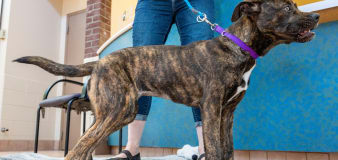 ‘A unicorn of a dog’: Bella the shelter dog has 5 legs and a lot of heart
