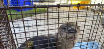 Rabid otter bites Florida man 41 times while he was feeding birds