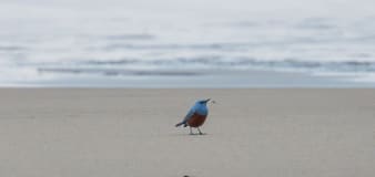 Bird never seen in US, the blue rock thrush, reportedly spotted on Oregon coast